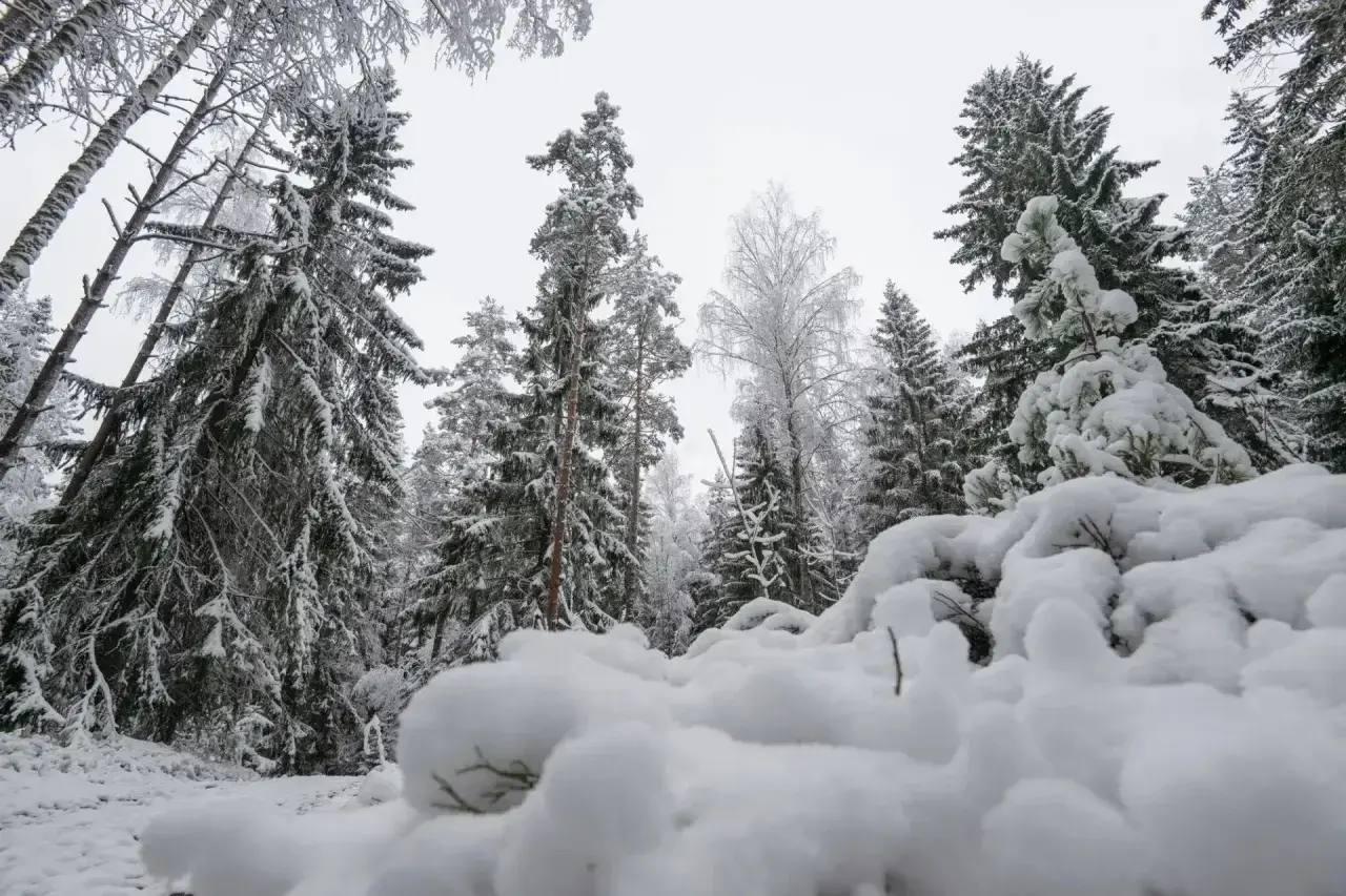 Александр Дрозденко поделился снимками зимней природы Тосненского района