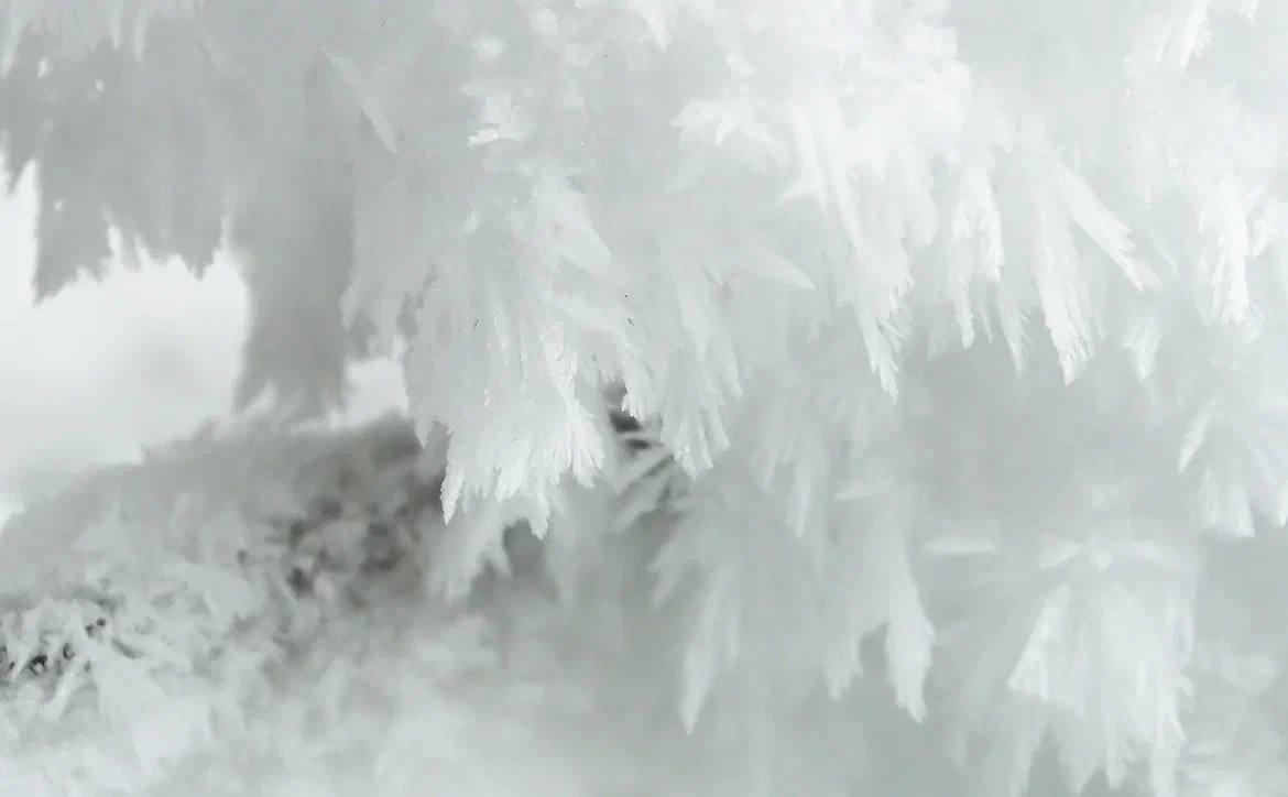 Александр Дрозденко поделился снимками зимней природы Тосненского района Александр Дрозденко поделился снимками зимней природы Тосненского района