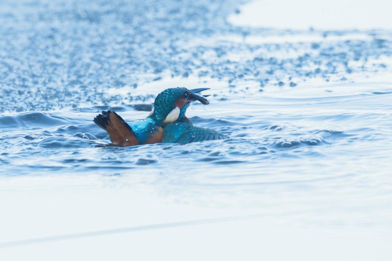 Яркого зимородка застали за охотой на Финском заливе Яркого зимородка застали за охотой на Финском заливе