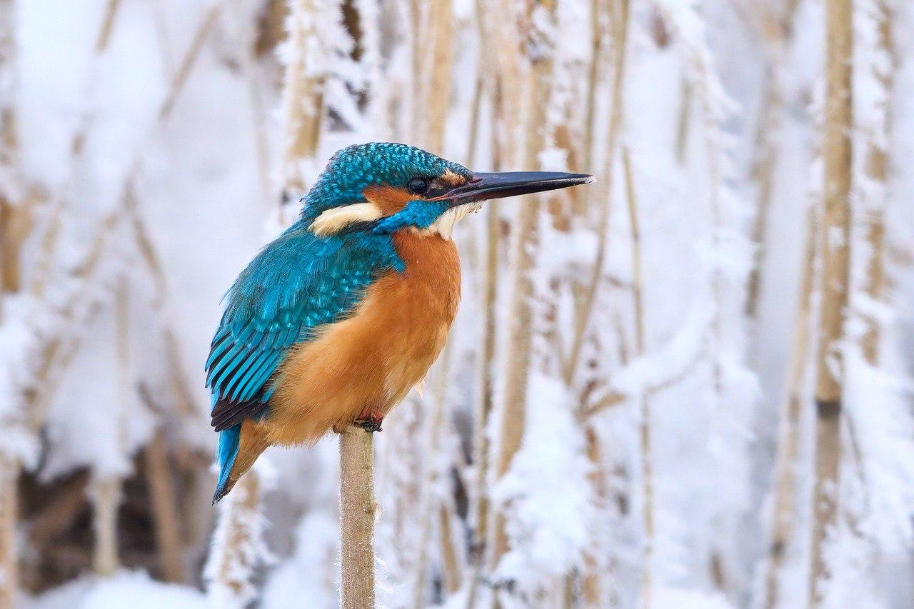 Яркого зимородка застали за охотой на Финском заливе