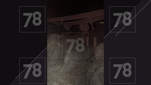 �������� � ������������� ������� ����� �� ��������������� ����� ����� � ��� � ���������� ������ � 10 ������� ������ �� �������� �����