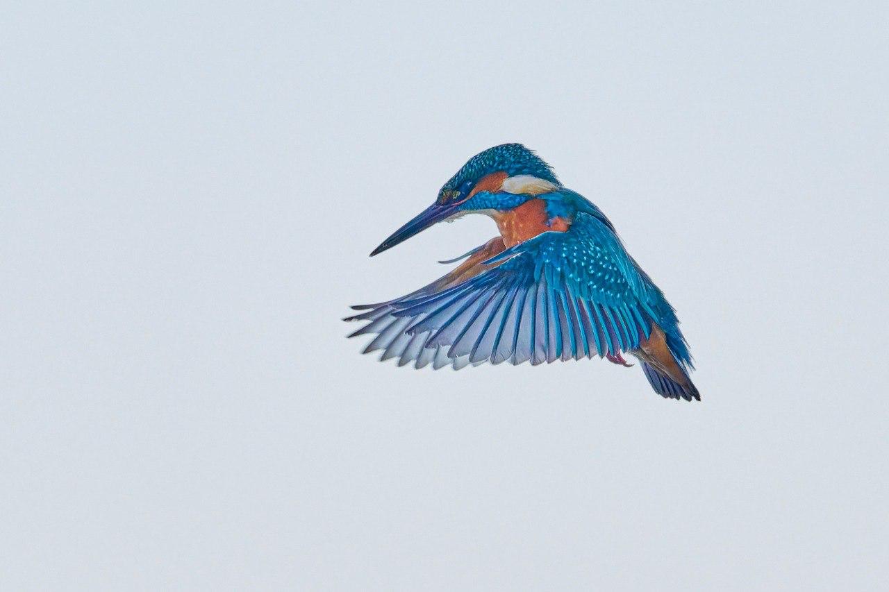 Яркого зимородка застали за охотой на Финском заливе Яркого зимородка застали за охотой на Финском заливе
