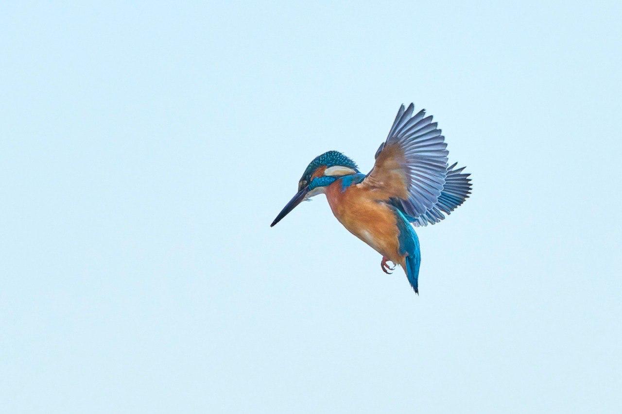 Яркого зимородка застали за охотой на Финском заливе Яркого зимородка застали за охотой на Финском заливе