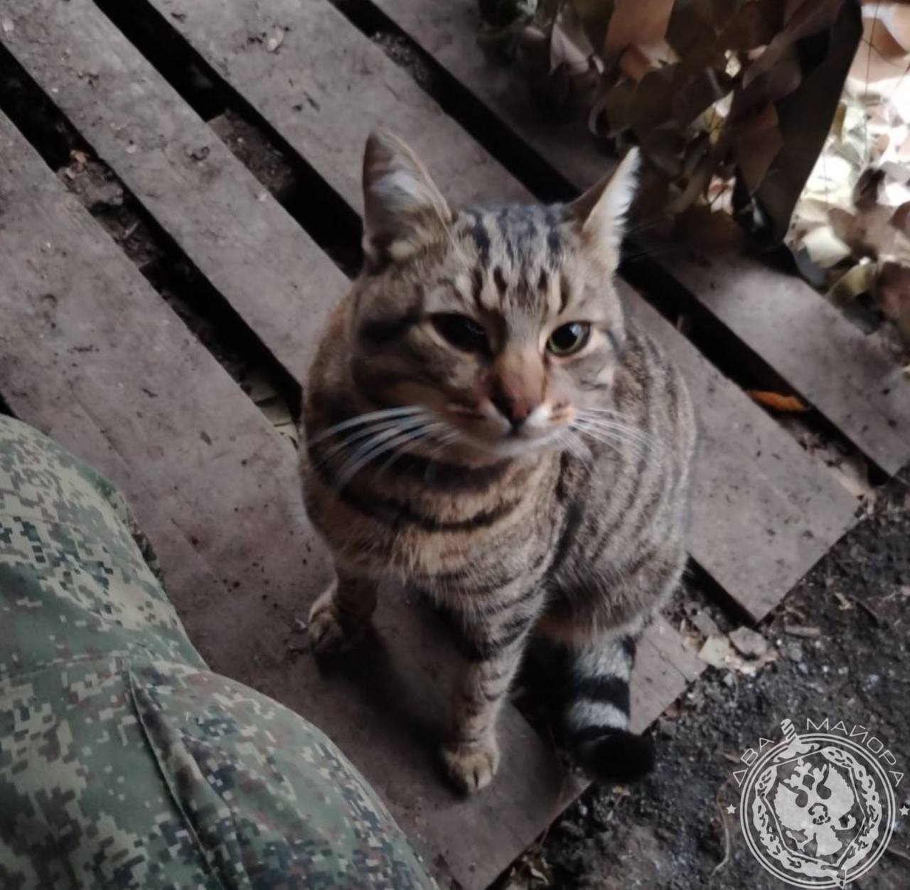 Два майора: Рубрика «Будни солдата» Два майора: Рубрика «Будни солдата»