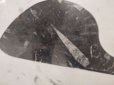 ������� ���������� ������� ����� ������� �������� ��������� ������������-��������