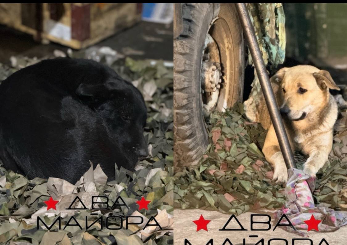 Два майора: Фронтовой тягач. докладывает: Два майора: Фронтовой тягач. докладывает: