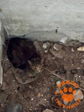 ����� ������ �� �������������� ����� � �����������