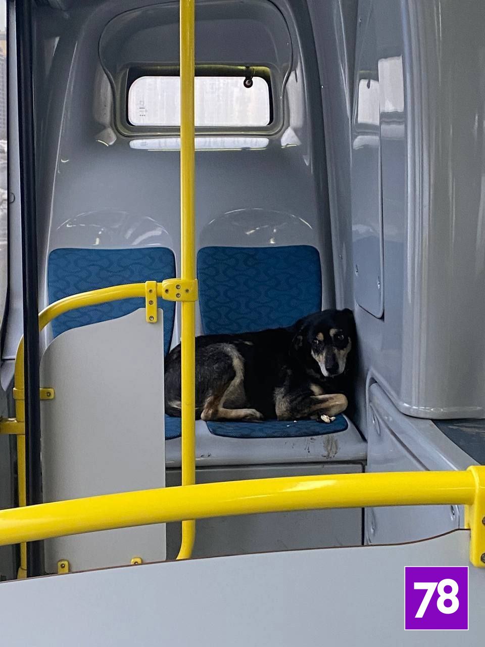 На севере города заметили собачку-путешественницу