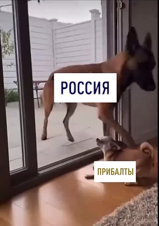 Наглядно о ситуации.... Царьград.ТВ — Не боимся говорить правду | Подпишись