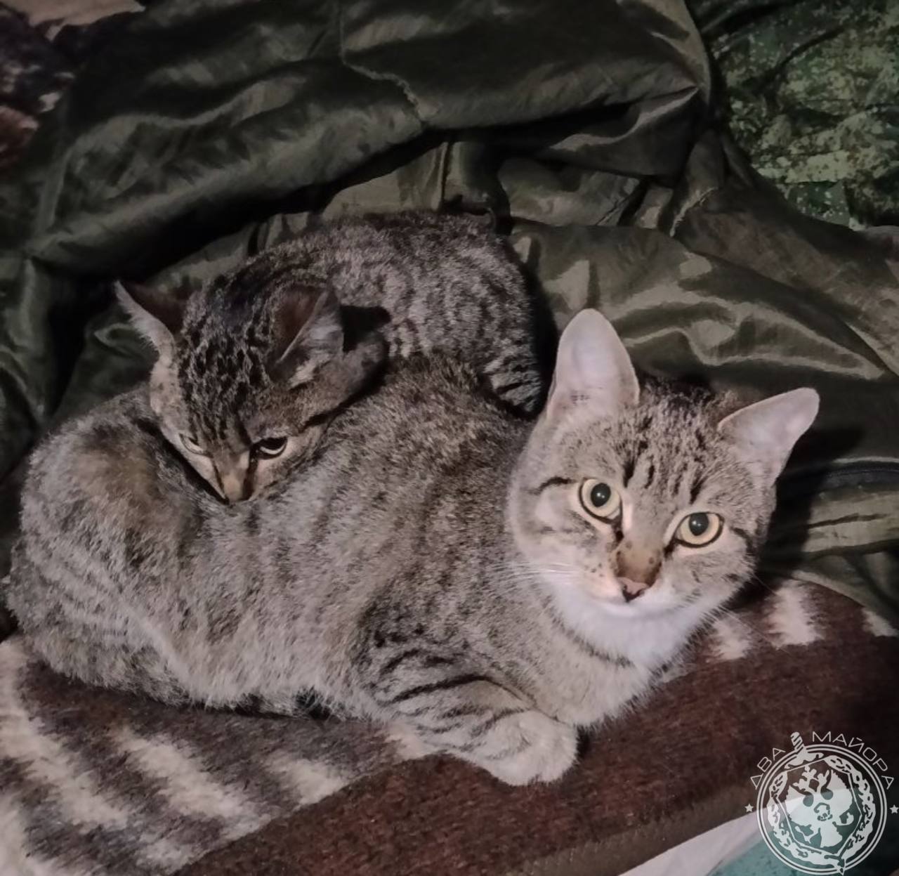 Два майора: Рубрика «Будни солдата» Два майора: Рубрика «Будни солдата»