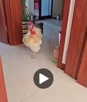 ����� ���� ��������� ��� ������� ����