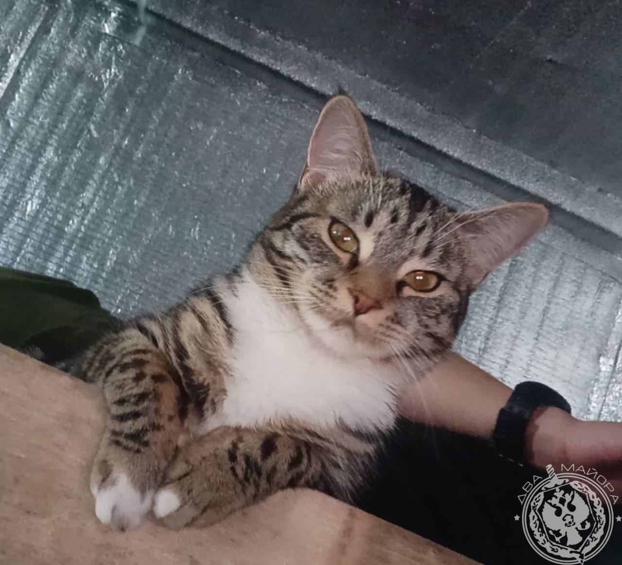 Два майора: Рубрика «Будни солдата» Два майора: Рубрика «Будни солдата»