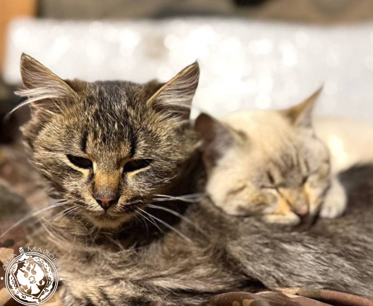 Два майора: Рубрика «Будни солдата»