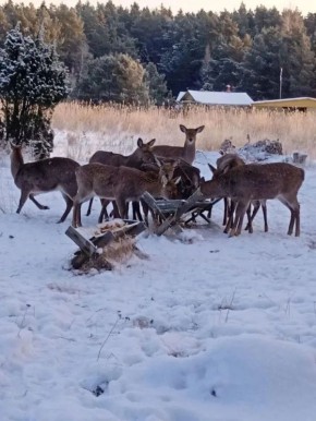 Единственное место обитания
