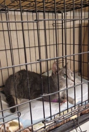 Спасенная из квартиры на Красноармейской улице кошка Фрося оказалась питомцем умершей экс-сотрудницы Эрмитажа