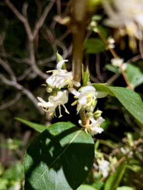Олег Царёв: Жимолость душистая расцвела в Ялте