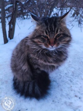 Два майора: Рубрика «Будни солдата»