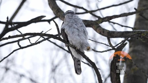 ������������� ������ ���������� ��������� ������ � ����������