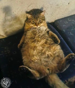 Два майора: Рубрика «Будни солдата»