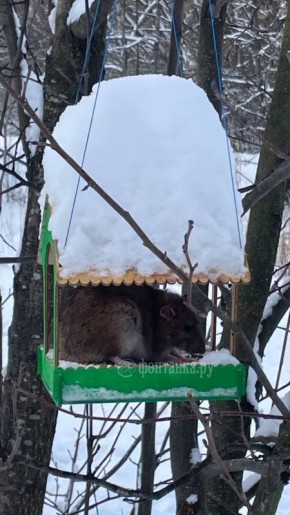 ������������� ������� ��������� ������, ���