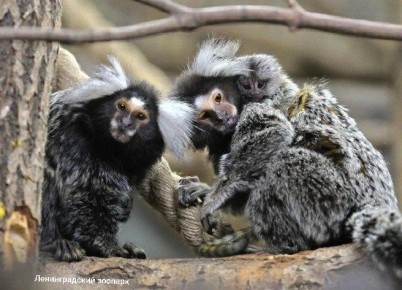 ���� ������� �� ����������� ����� �� ��������������� ���������� �������� �������