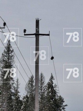 Упавшие деревья повредили линии электропередачи в Выборгском районе Ленобласти