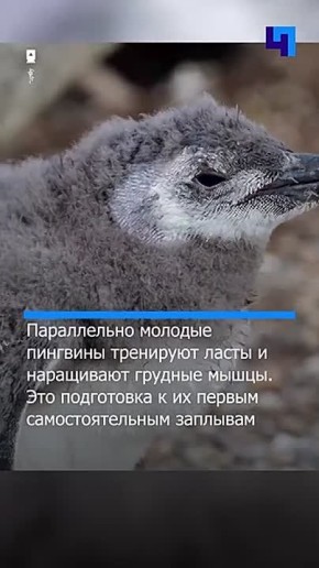 Птенцы магеллановых пингвинов в Аргентине начали первую линьку перед выходом в океан