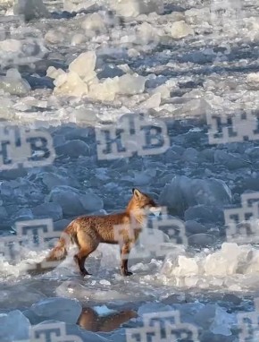 � ������� ����� ���������� �������� ����