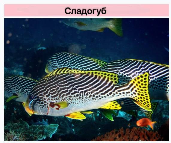 Во Всемирный день борьбы с ненормативной лексикой предлагаем экологичную альтернативу Во Всемирный день борьбы с ненормативной лексикой предлагаем экологичную альтернативу