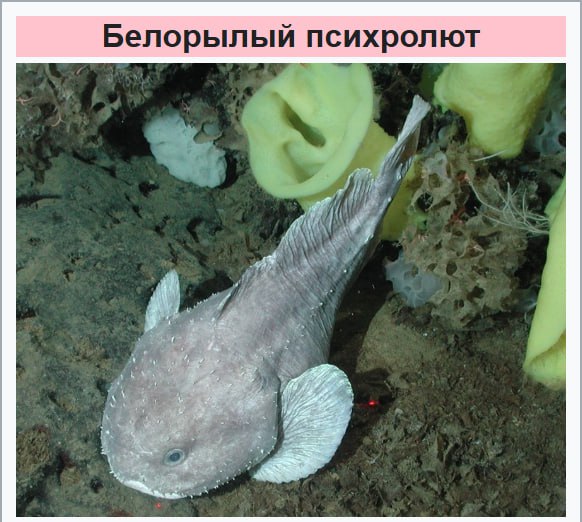 Во Всемирный день борьбы с ненормативной лексикой предлагаем экологичную альтернативу Во Всемирный день борьбы с ненормативной лексикой предлагаем экологичную альтернативу