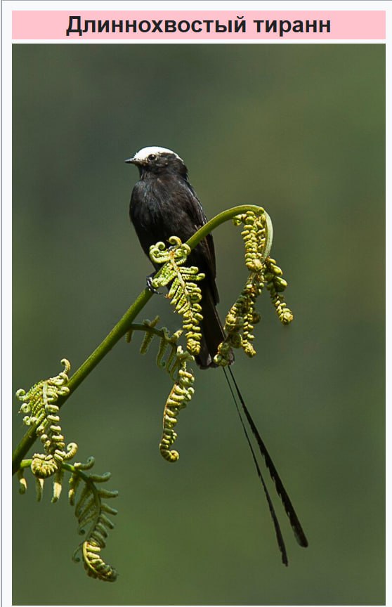 Во Всемирный день борьбы с ненормативной лексикой предлагаем экологичную альтернативу Во Всемирный день борьбы с ненормативной лексикой предлагаем экологичную альтернативу