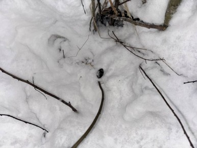 Санкт-Петербургское линейное управление МВД России на транспорте