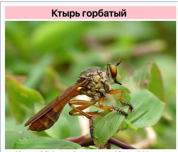 Во Всемирный день борьбы с ненормативной лексикой предлагаем экологичную альтернативу Во Всемирный день борьбы с ненормативной лексикой предлагаем экологичную альтернативу