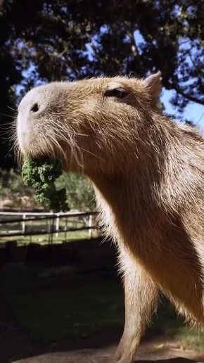 ������� ������� - ��� ����� �������� ���������� ��� ������� �� ������ �������� ���