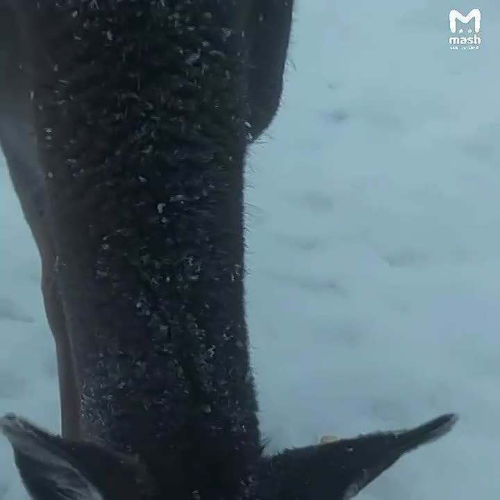 �������� � ������: ���������� �������� �������� ������ �������� ��������� ����, ������� �� ��������� �������