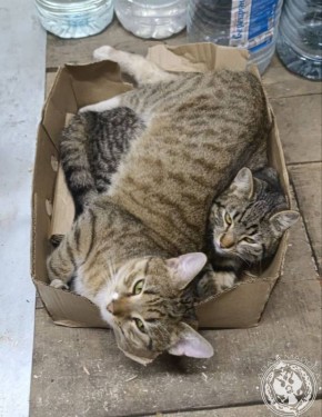 ��� ������: ������� ������ �������