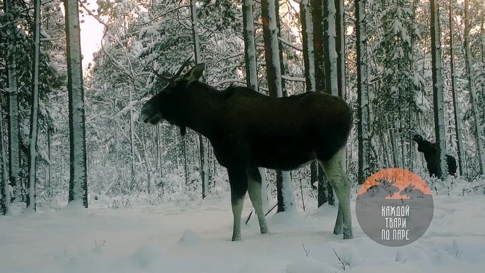 В Ленобласти синица помогла лосю избавиться от насекомых-паразитов
