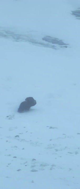 Не на лугу, а на льду. На Енисее экипаж серийного универсального атомного ледокола "Урал" встретил овцебыка в районе портопункта Воронцово