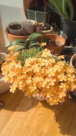 ������ ����, ������!. ���� �������� ��������! ������