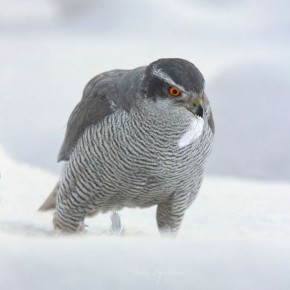 � �������� ����� ���������� ������-������������ ������������ ����� ����������