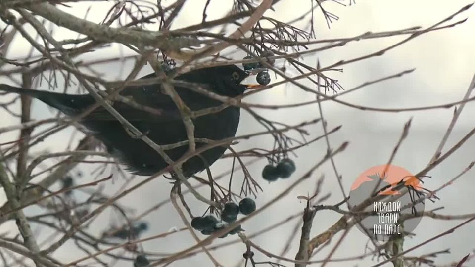 На зимовку в Петербурге осталась семья черных дроздов