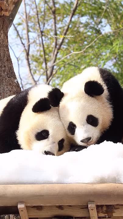 ��������� ����, ������!. ������