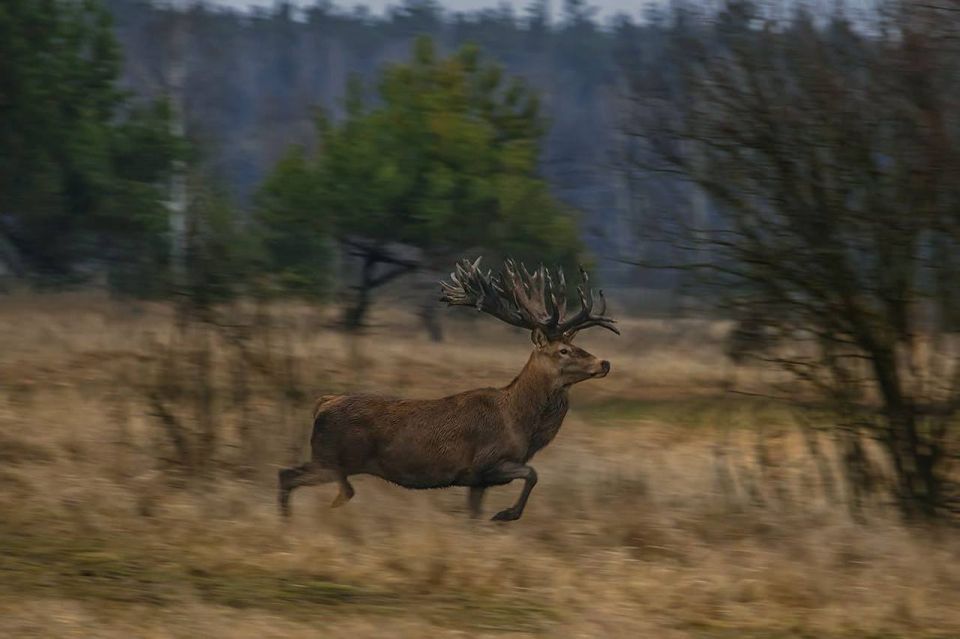 Юлия Витязева: В Киевской области браконьер застрелил оленя, обладателя самых больших рогов в Украине