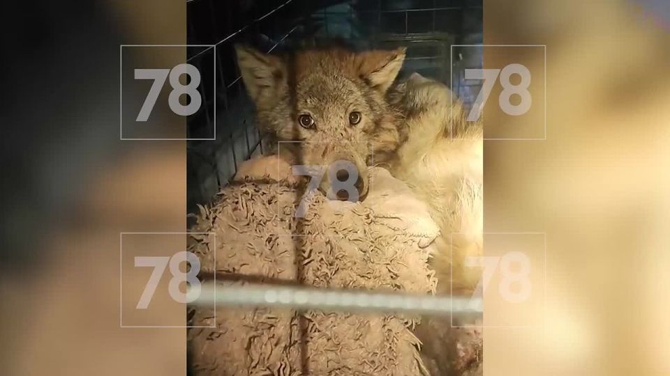 ����� ����������, ����������: ������� ��������� ����������� �������� �������� ����� � �������