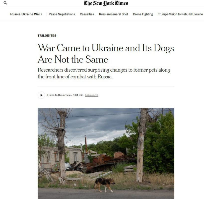 ‘Война на Украине превратила домашних собак в диких