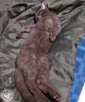 ��� ������: ������� ������ �������