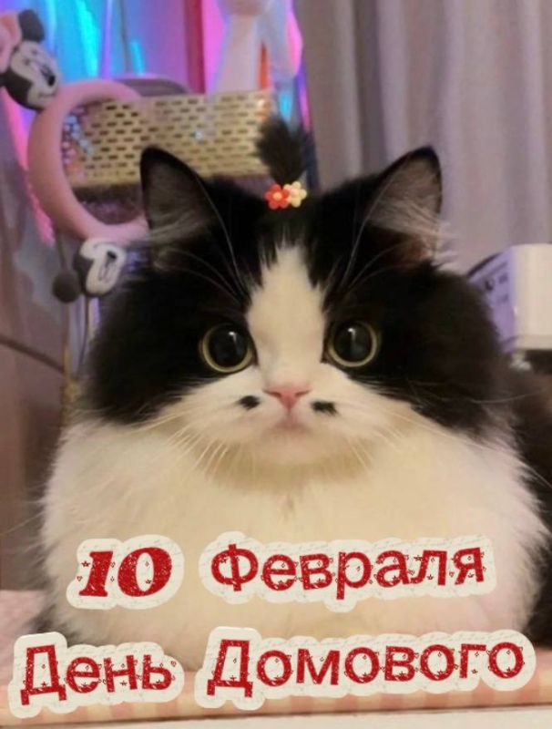 День домового — отличный повод пожелать, чтобы в вашем доме поселилось такой же милашка