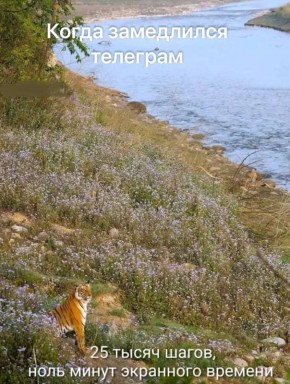 ���� �������, �������� ��������