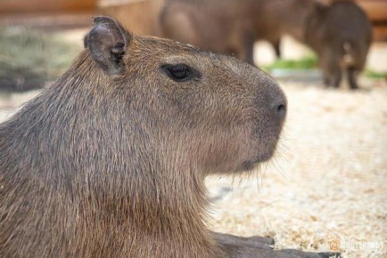 ��-�� �������� ����������� ���� �� ������� ����� �� ��� � ��������� ����� �����, � ���� � � 100�200 ����� ������ �� 2 ��������� �� �����