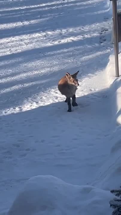 � ���� �������� ������ ������� �������